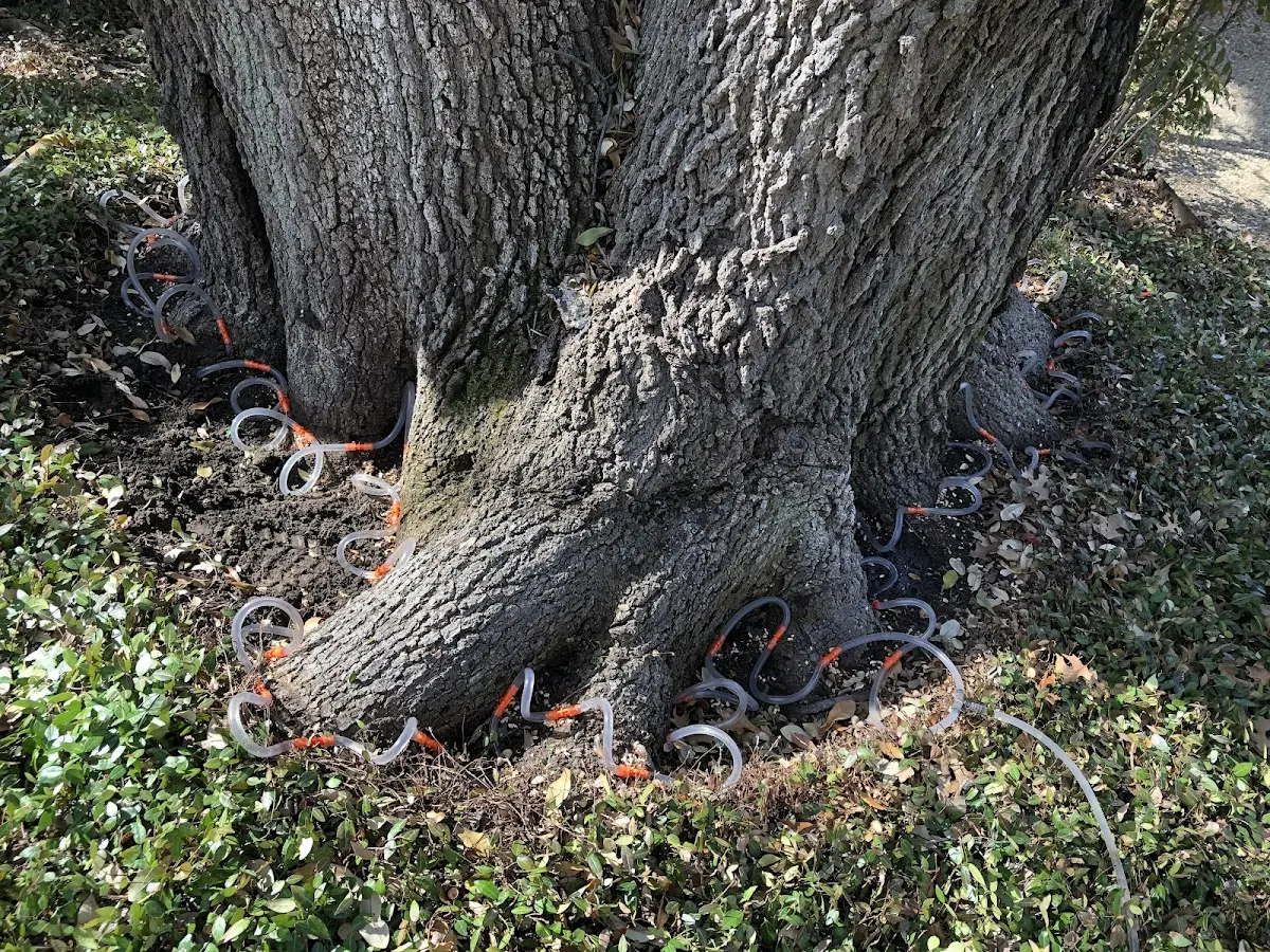 Detailed Tree Cabling and Bracing job site in Sausalito