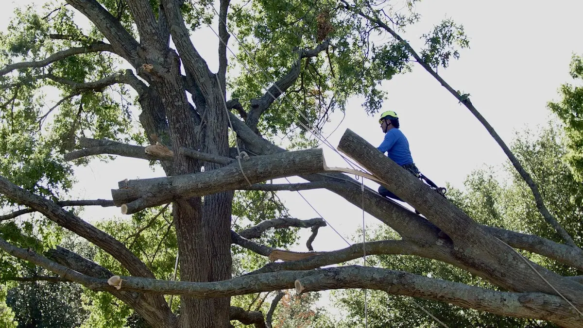 Professional Crown Thinning performed by certified arborists in Sausalito